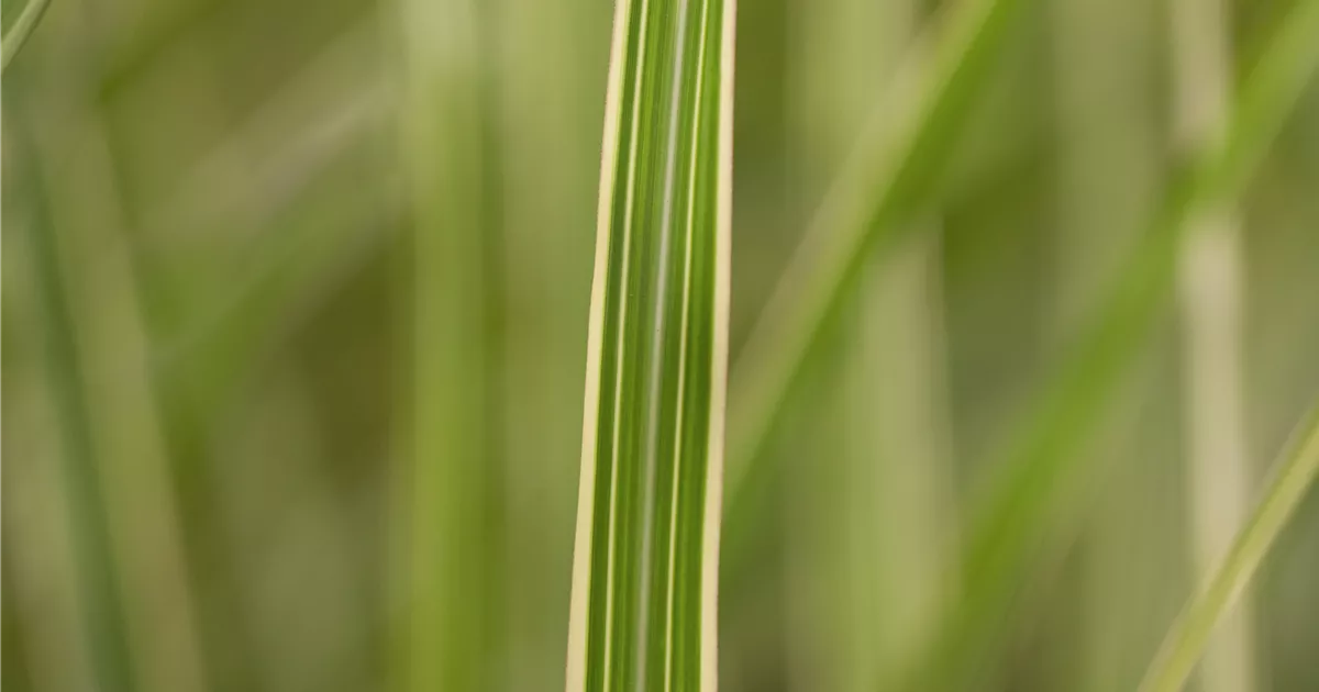 Miscanthus sinensis 'Variegatus'