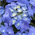 Hydrangea macrophylla 'Blaumeise'
