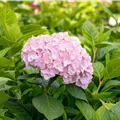 Hydrangea macrophylla 'Bouquet Rose'