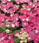 GS495581.jpg