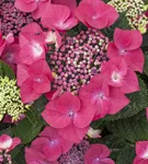 GS495584.jpg