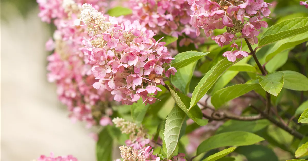 Hydrangea panic. 'Pinky Winky' -R-
