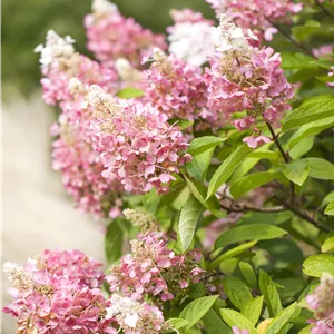 Hydrangea panic. 'Pinky Winky' -R-