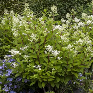 Hydrangea panic. 'Wim's Red' -S-