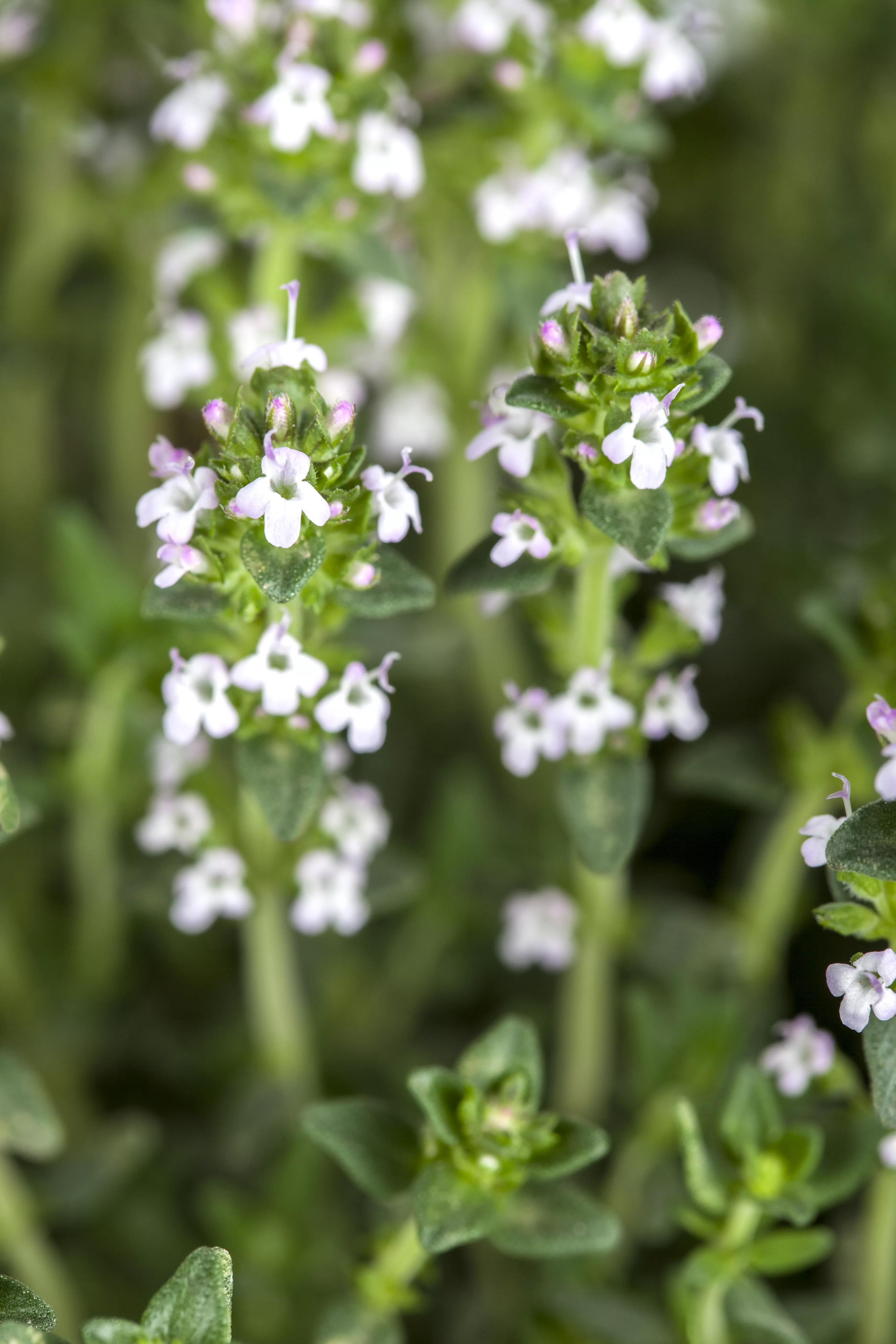 Thymus serpyllum 'Albus'