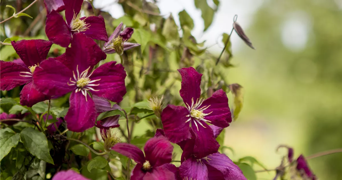 Clematis viticella 'Mad.Julia Correvon'