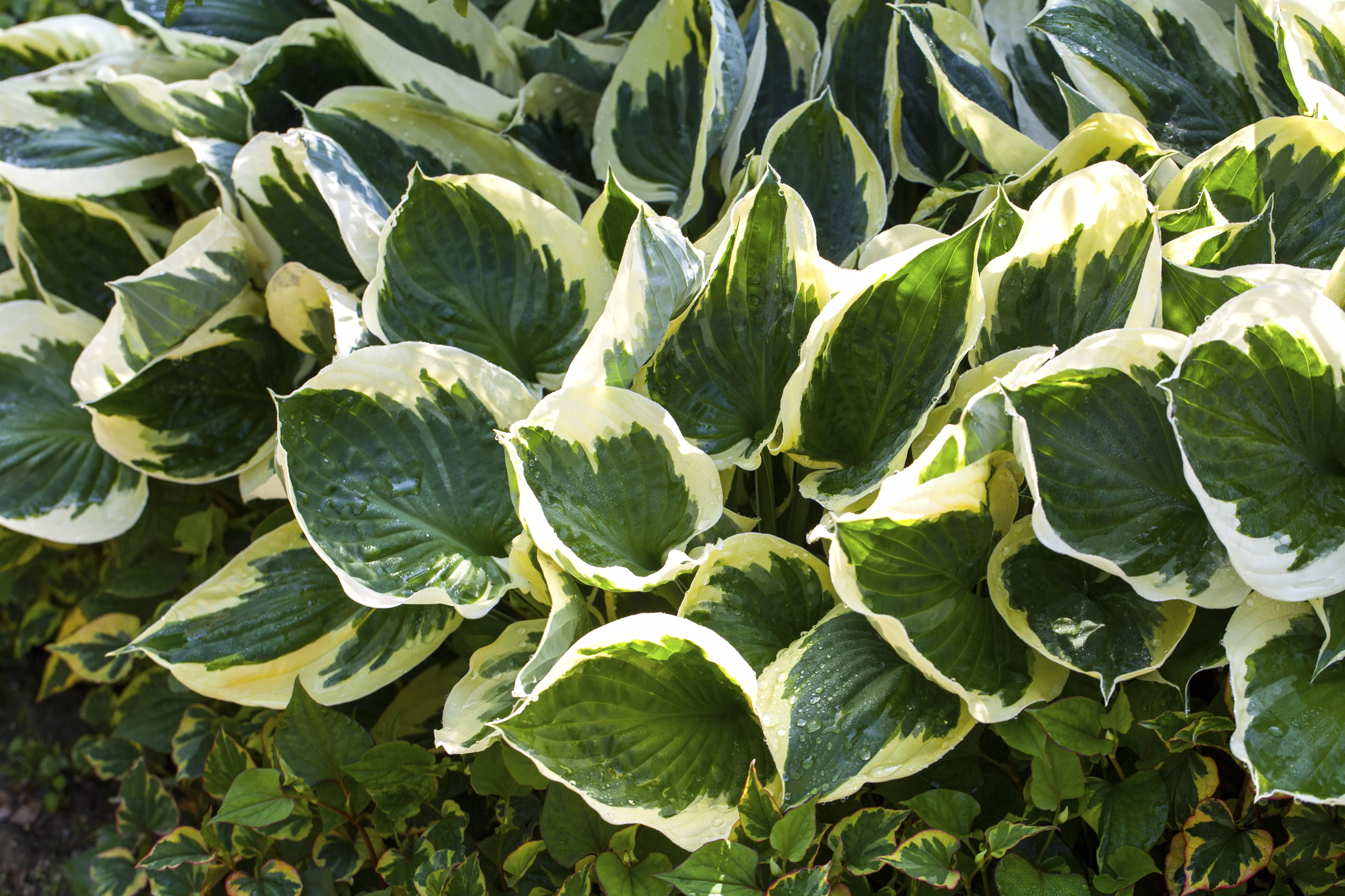 Hosta x fortunei 'Aureomarginata'