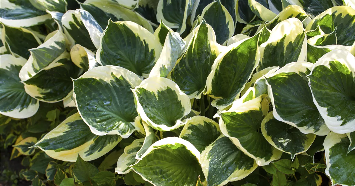 Hosta x fortunei 'Aureomarginata'