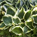Hosta x fortunei 'Patriot'