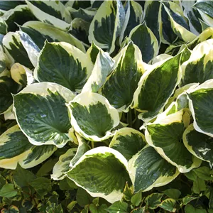 Hosta x fortunei 'Aureomarginata'