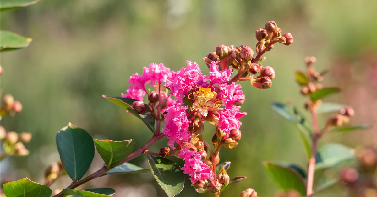 Lagerstroemia 'Hopi'