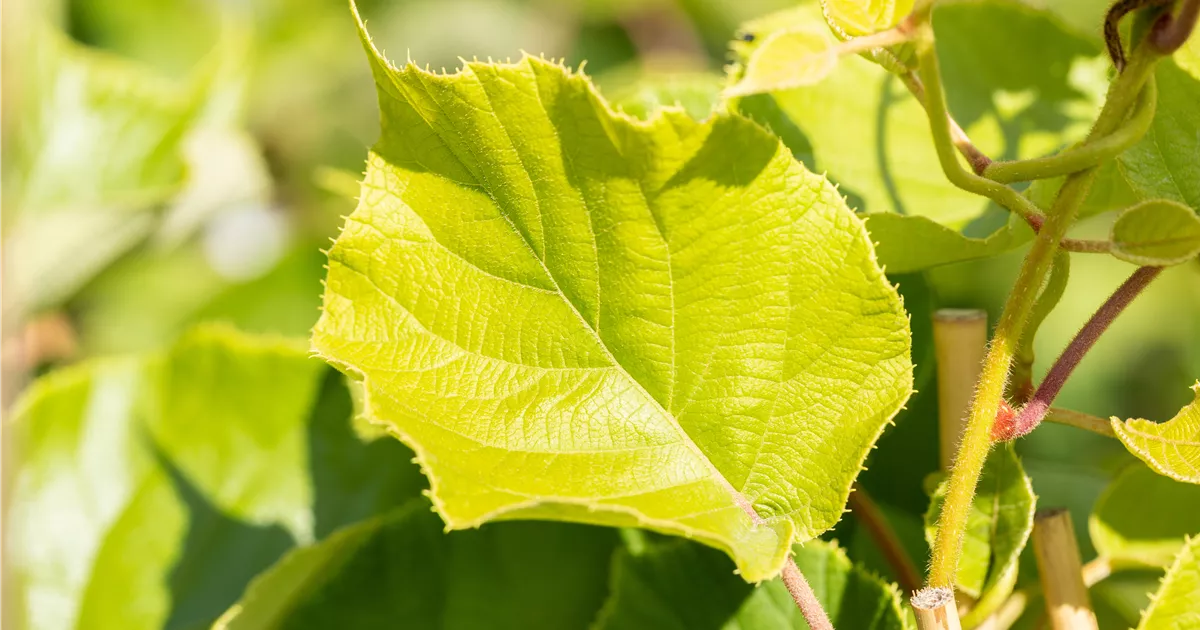 Actinidia deliciosa 'Jenny'
