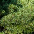 Pinus strobus 'Radiata'