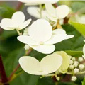 Hydrangea pan. 'Early Sensation'