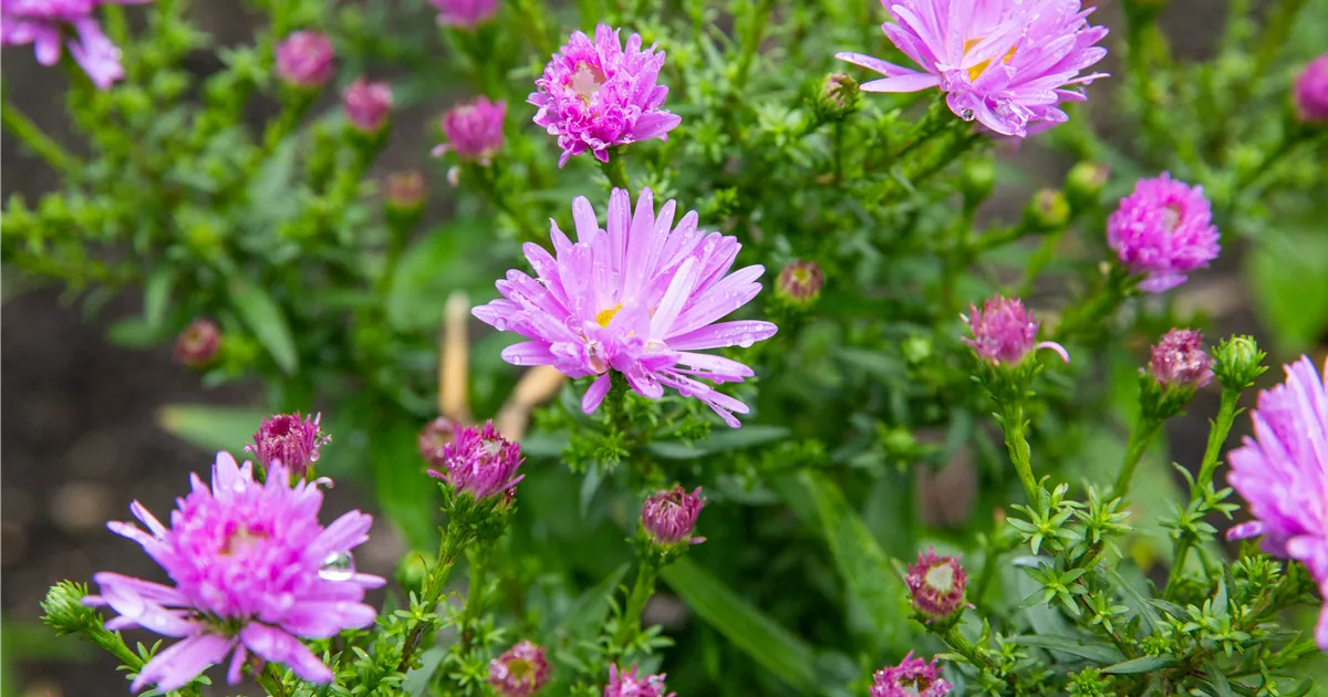 Aster dumosus 'Prof Anton Kippenberg'