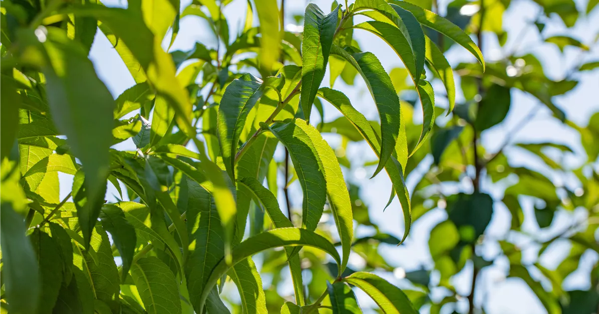Prunus persica 'Revita' -S- CAC