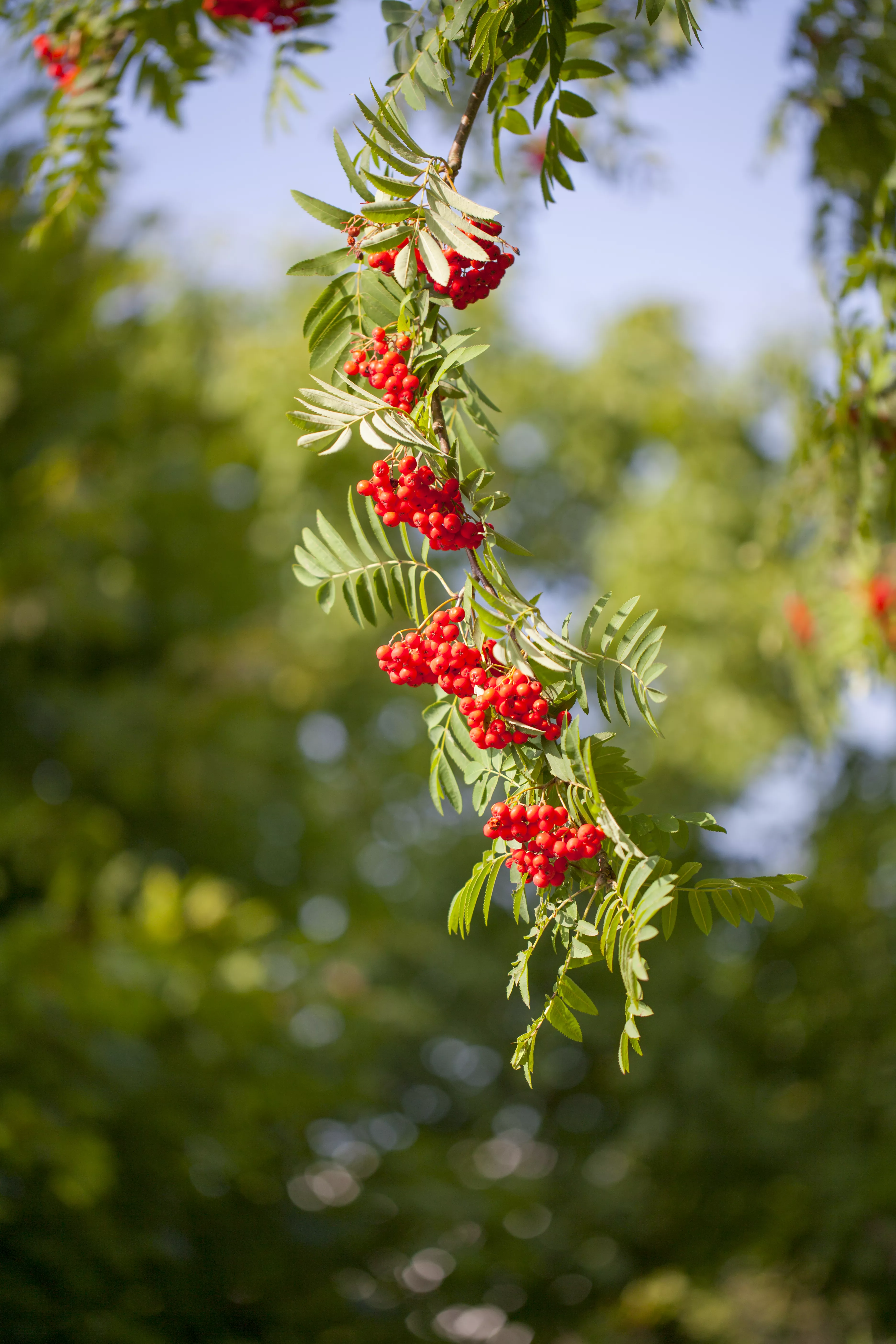Sorbus aucuparia 'Rosina'