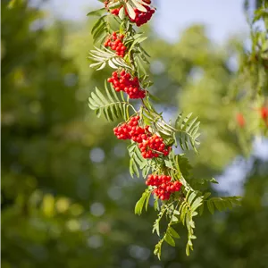 Sorbus aucuparia 'Rosina'