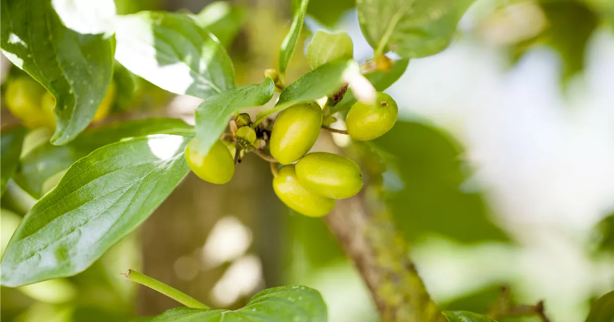 Cornus mas 'Jolico'