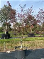 Acer palmatum 'Atropurpureum'
