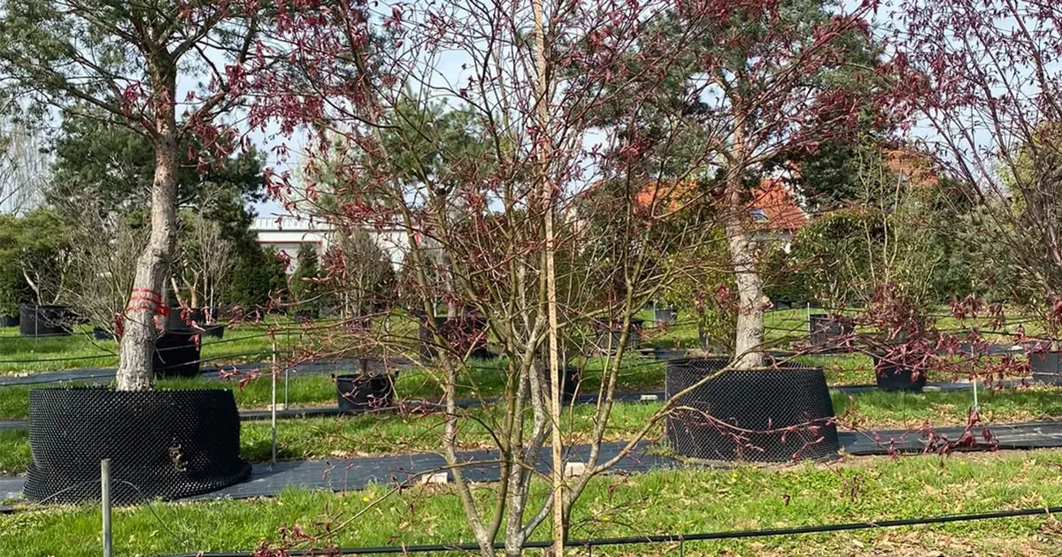 Acer palmatum 'Atropurpureum'