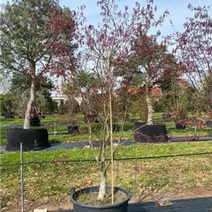 Acer palmatum 'Atropurpureum'