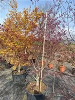Acer palmatum 'Bloodgood'
