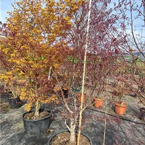 Acer palmatum 'Bloodgood'