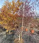P99_1.jpg
