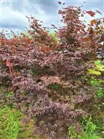 Acer palmatum 'Fireglow'