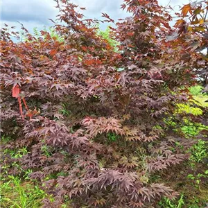 Acer palmatum 'Fireglow'