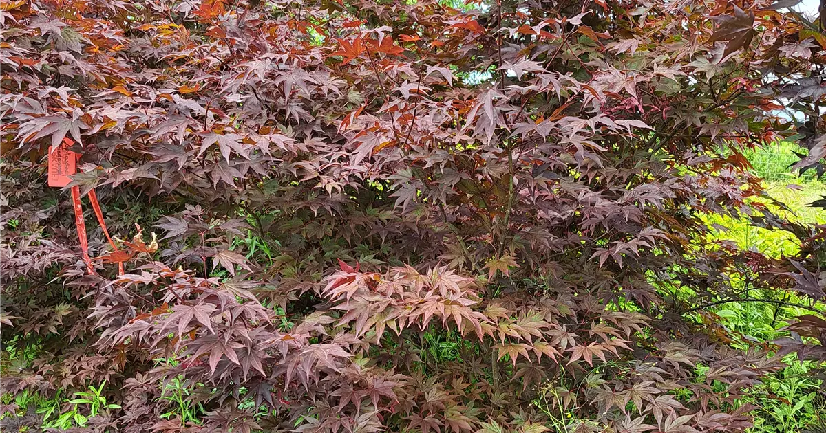 Acer palmatum 'Fireglow'