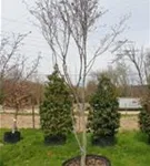 P42888_2.jpg