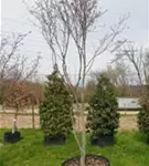 P42888_2.jpg