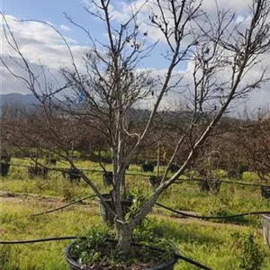 Acer palmatum 'Osakazuki'