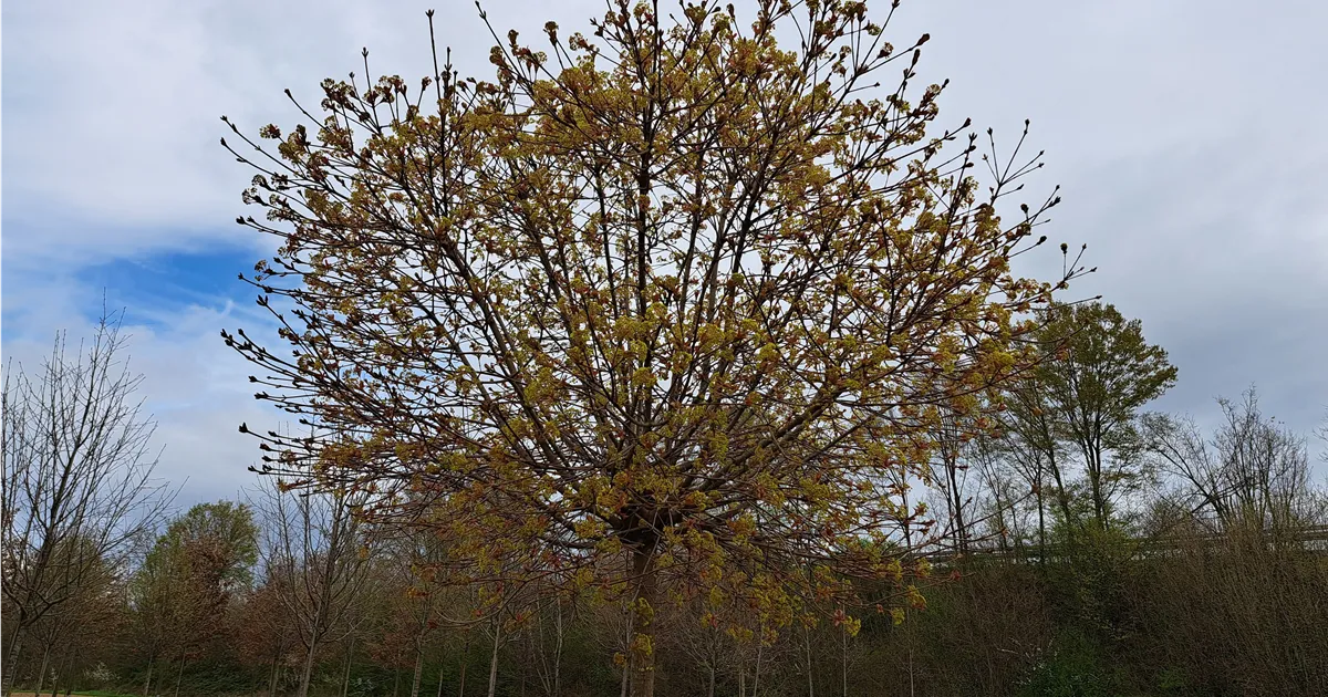 Acer platanoides 'Globosum'