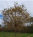 P114_1.jpg