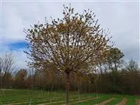 Acer platanoides 'Globosum'