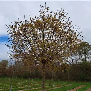 Acer platanoides 'Globosum'