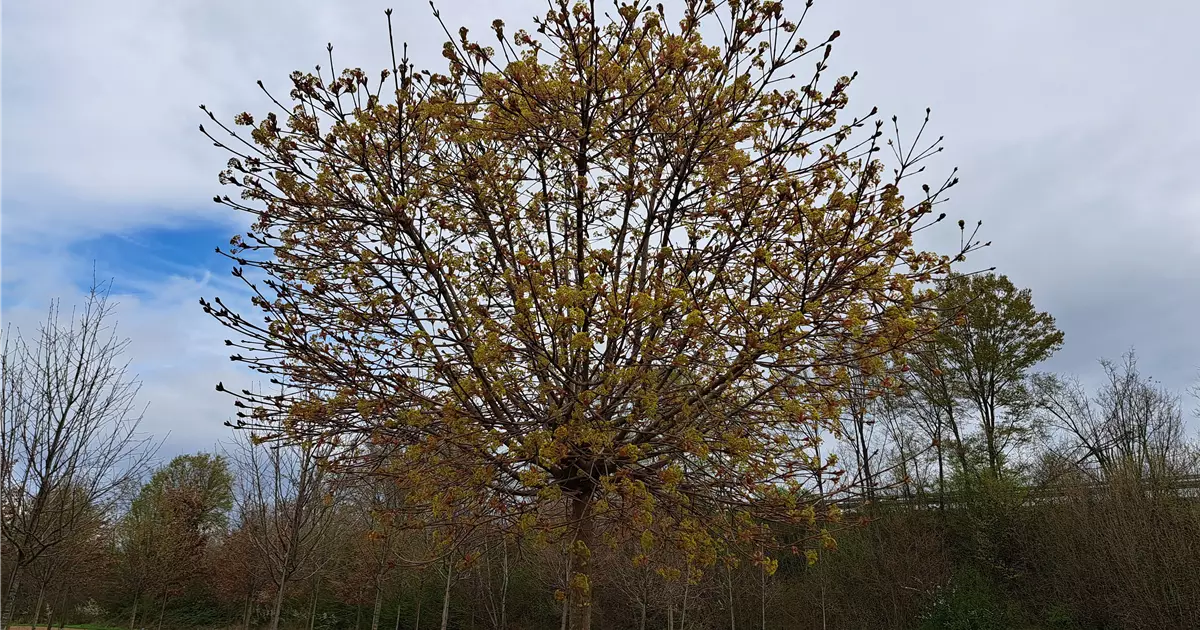 Acer platanoides 'Globosum'