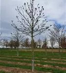 P143_1.jpg