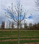 P143_2.jpg