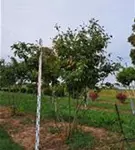 P205_3.jpg