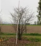 P205_7.jpg