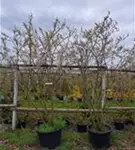P205_9.jpg