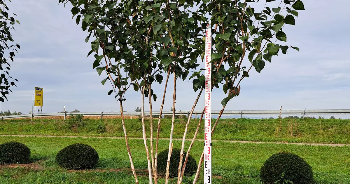Betula jacquemontii