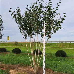 Betula jacquemontii