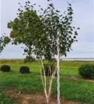 P859_3.jpg