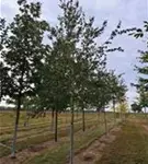 P859_7.jpg