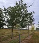 P859_8.jpg